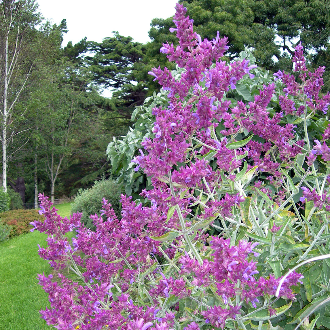 Canary Island Sage
