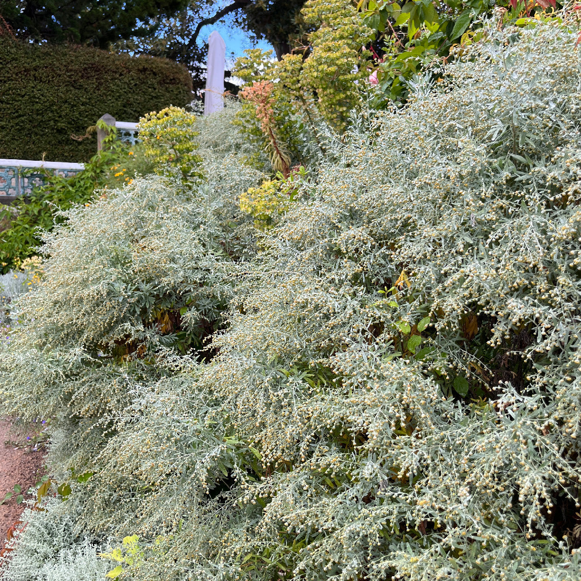 Canary Island Wormwood