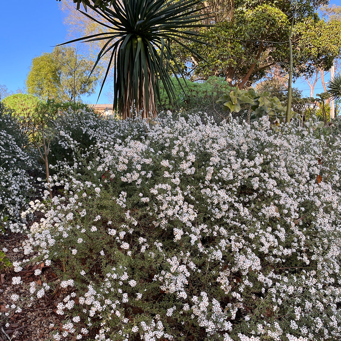 Cape Snow Bush