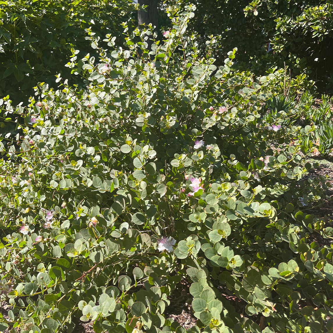 Caper Bush