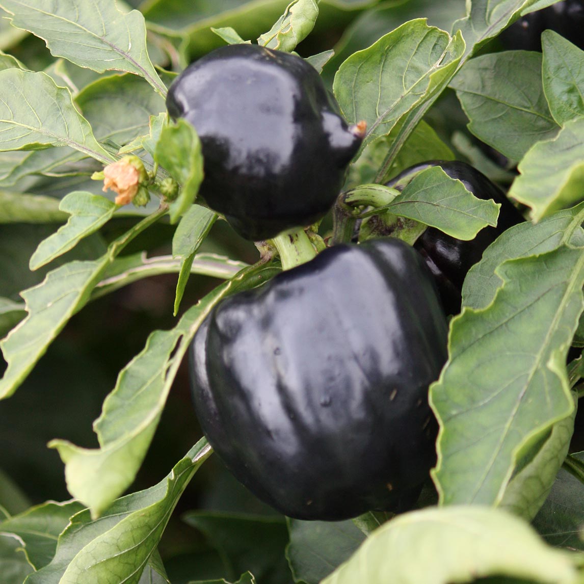 Capsicum Seven Colour Mix