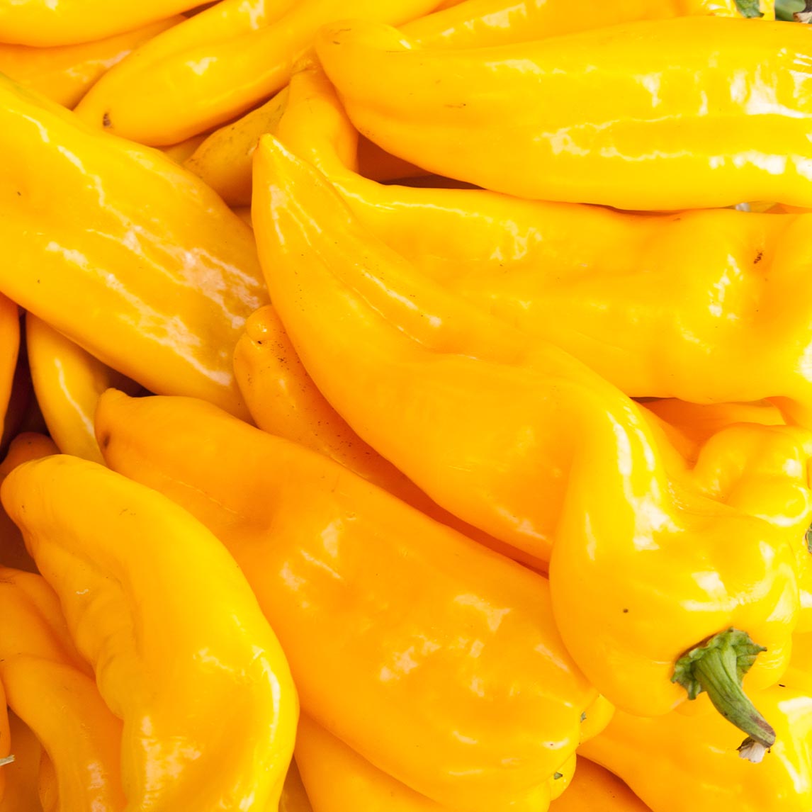 Capsicum Seven Colour Mix