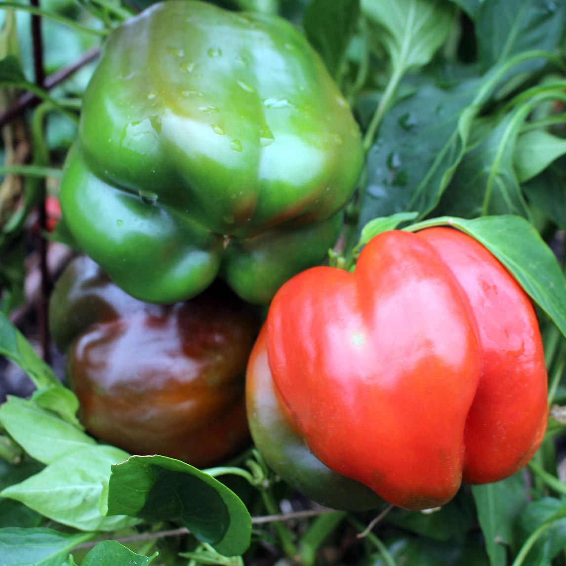 Capsicum Seven Colour Mix