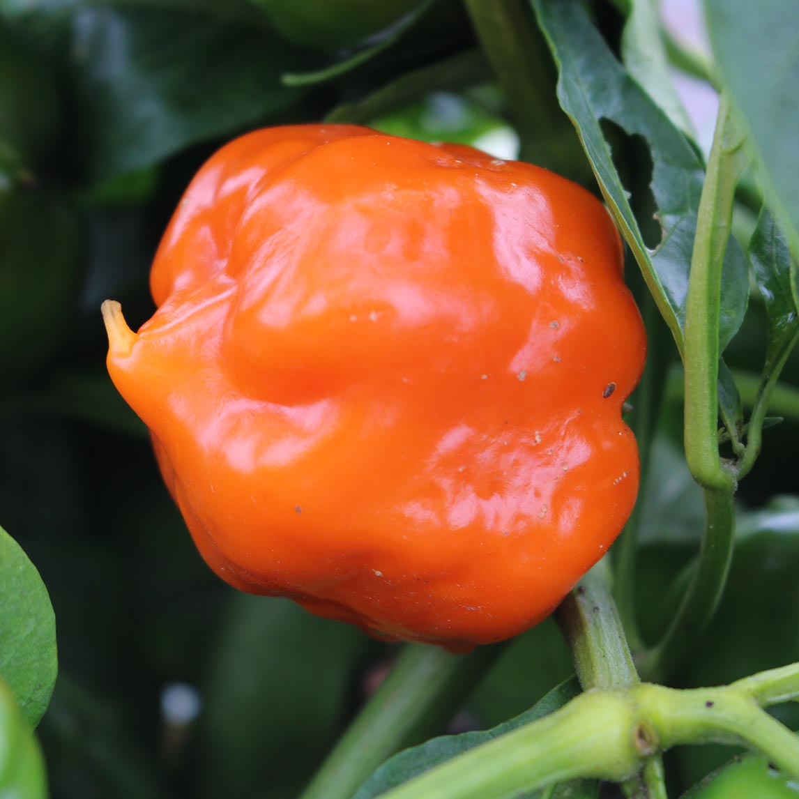 Capsicum Seven Colour Mix