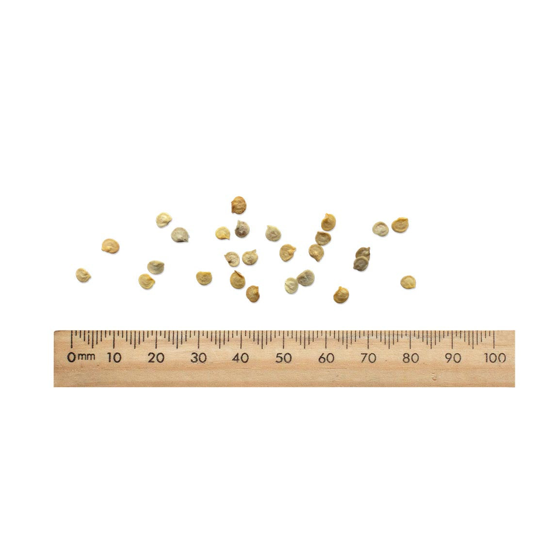 Capsicum Seven Colour Mix