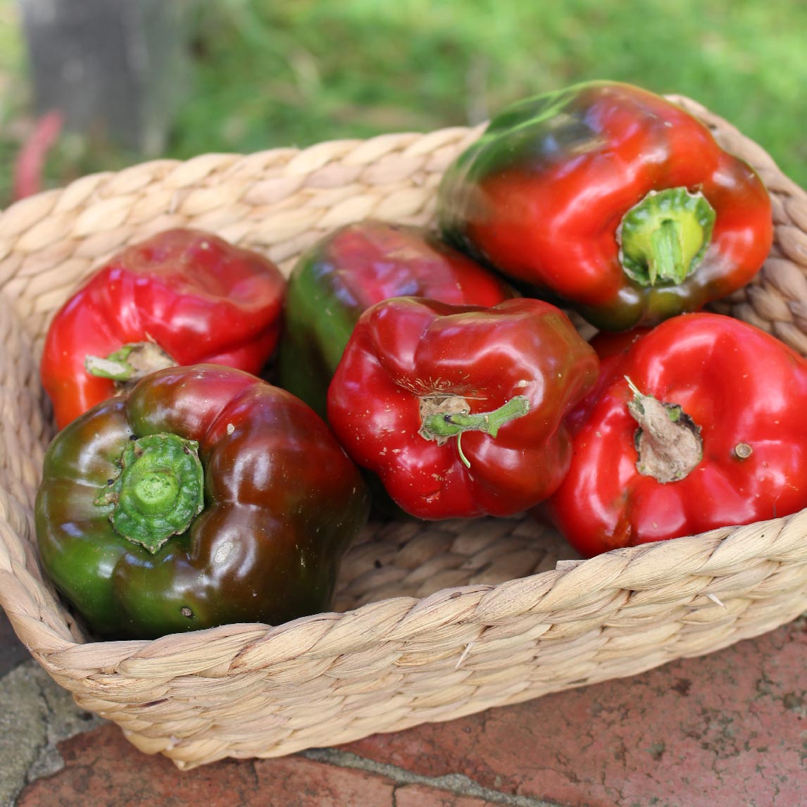 Capsicum 'Chinese Giant'