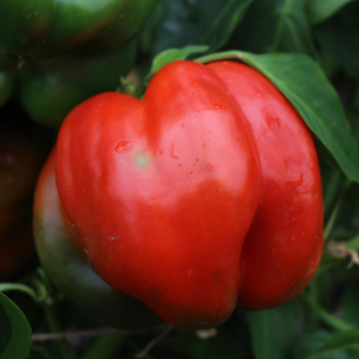 Capsicum 'Chinese Giant'