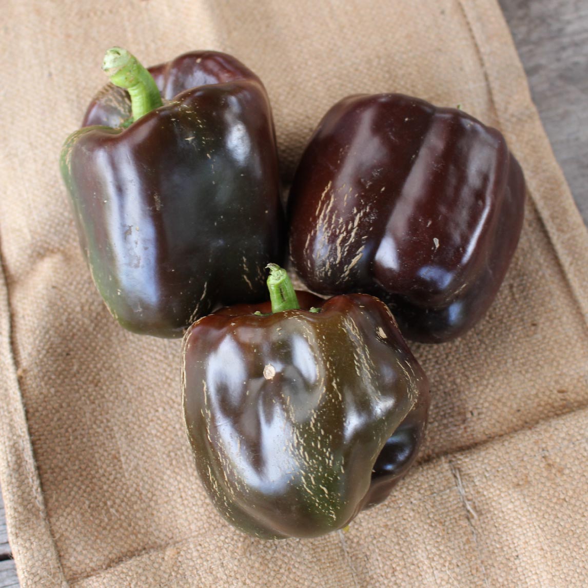 Capsicum 'Sweet Chocolate' (Organic)