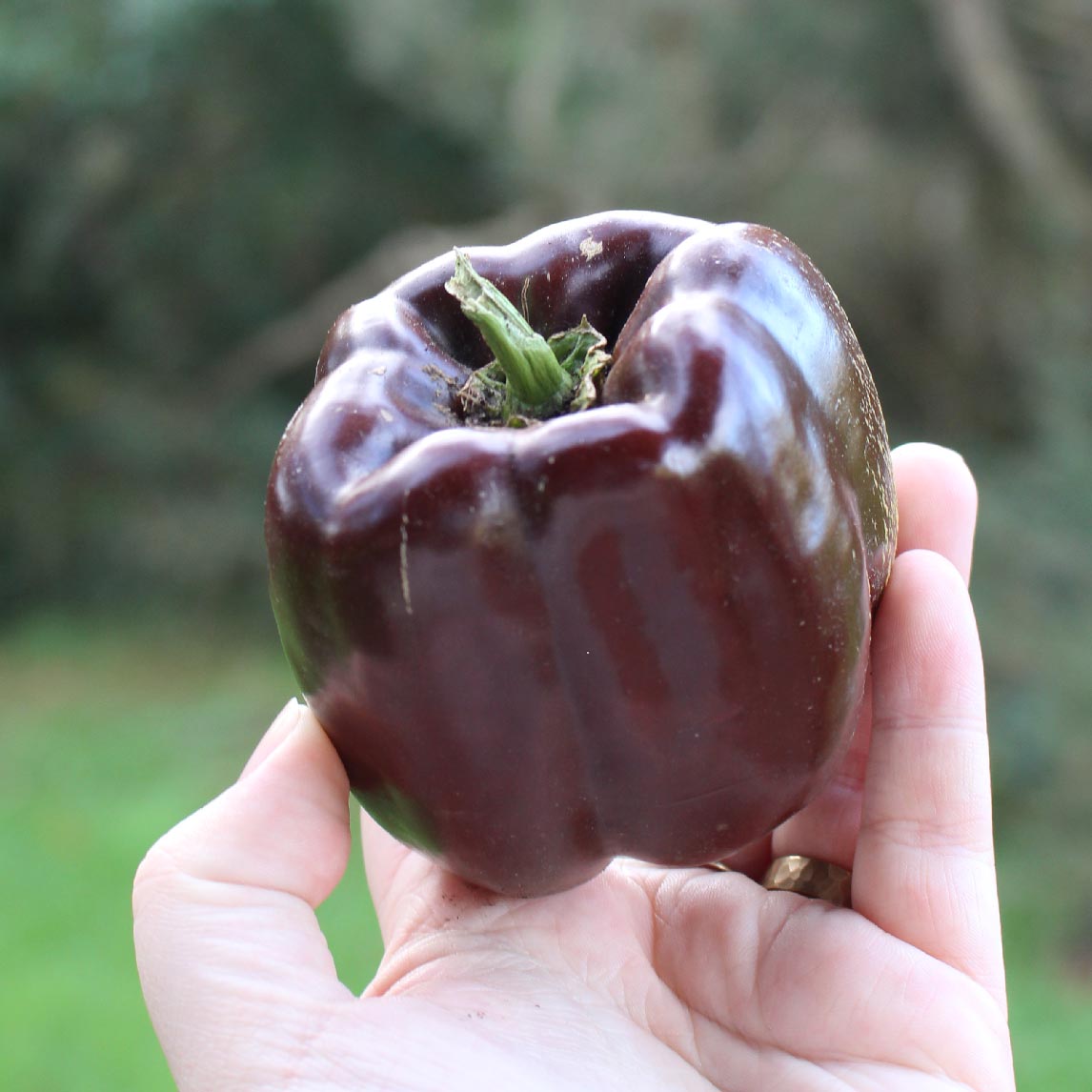 Capsicum 'Sweet Chocolate' (Organic)