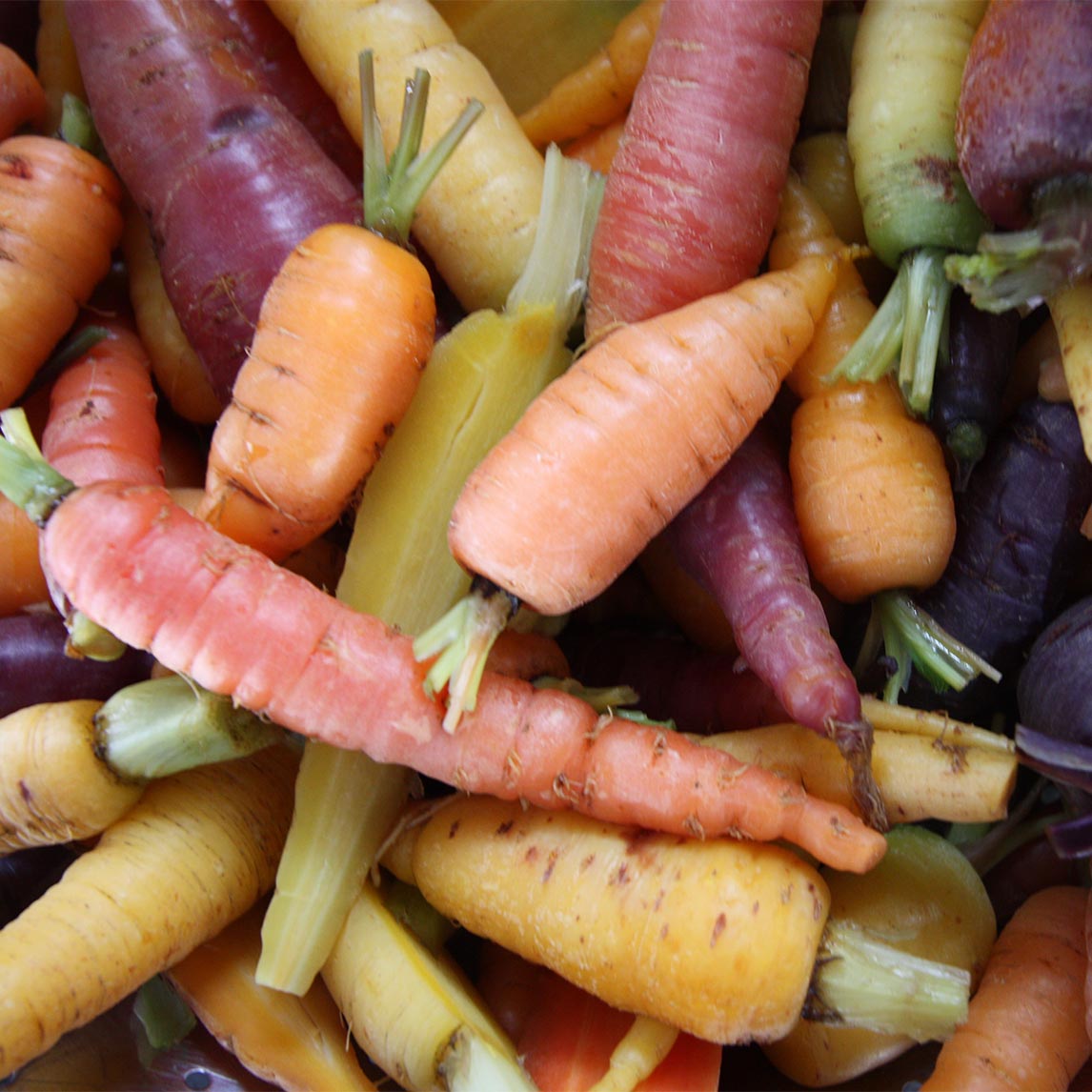 Carrot Heirloom Mix