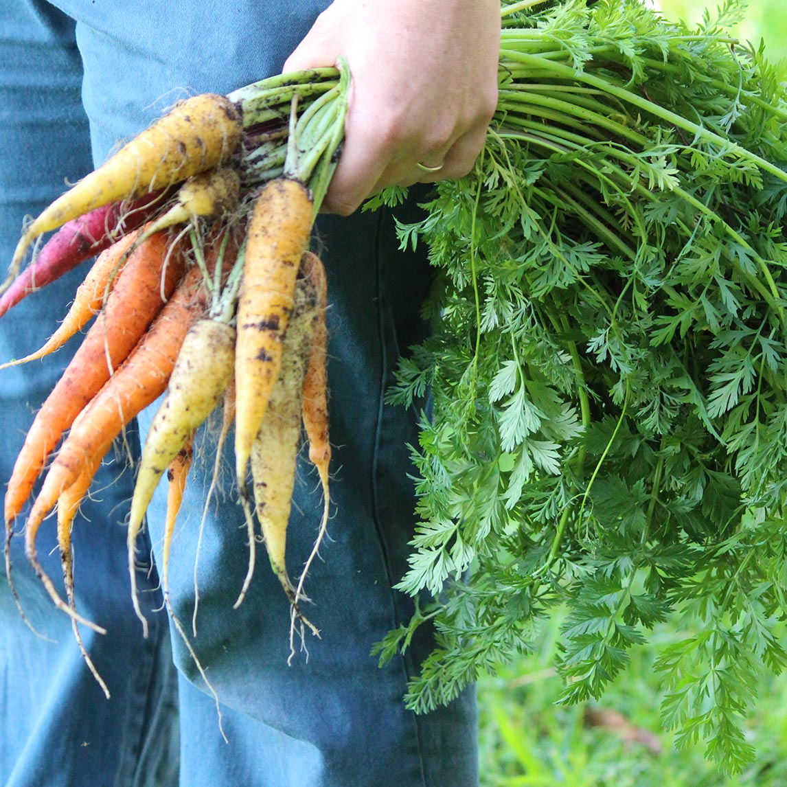 Carrot Heirloom Mix