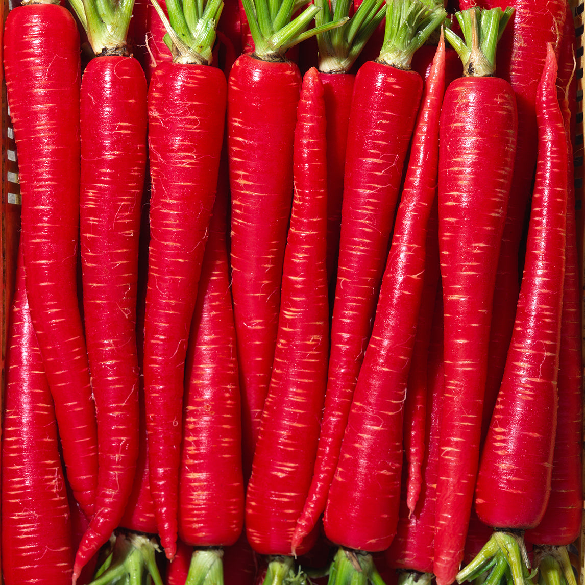 Carrot 'Kyoto Red'