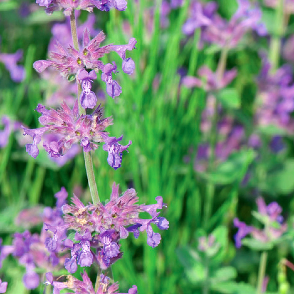 Catmint 'Six Hill Giant'
