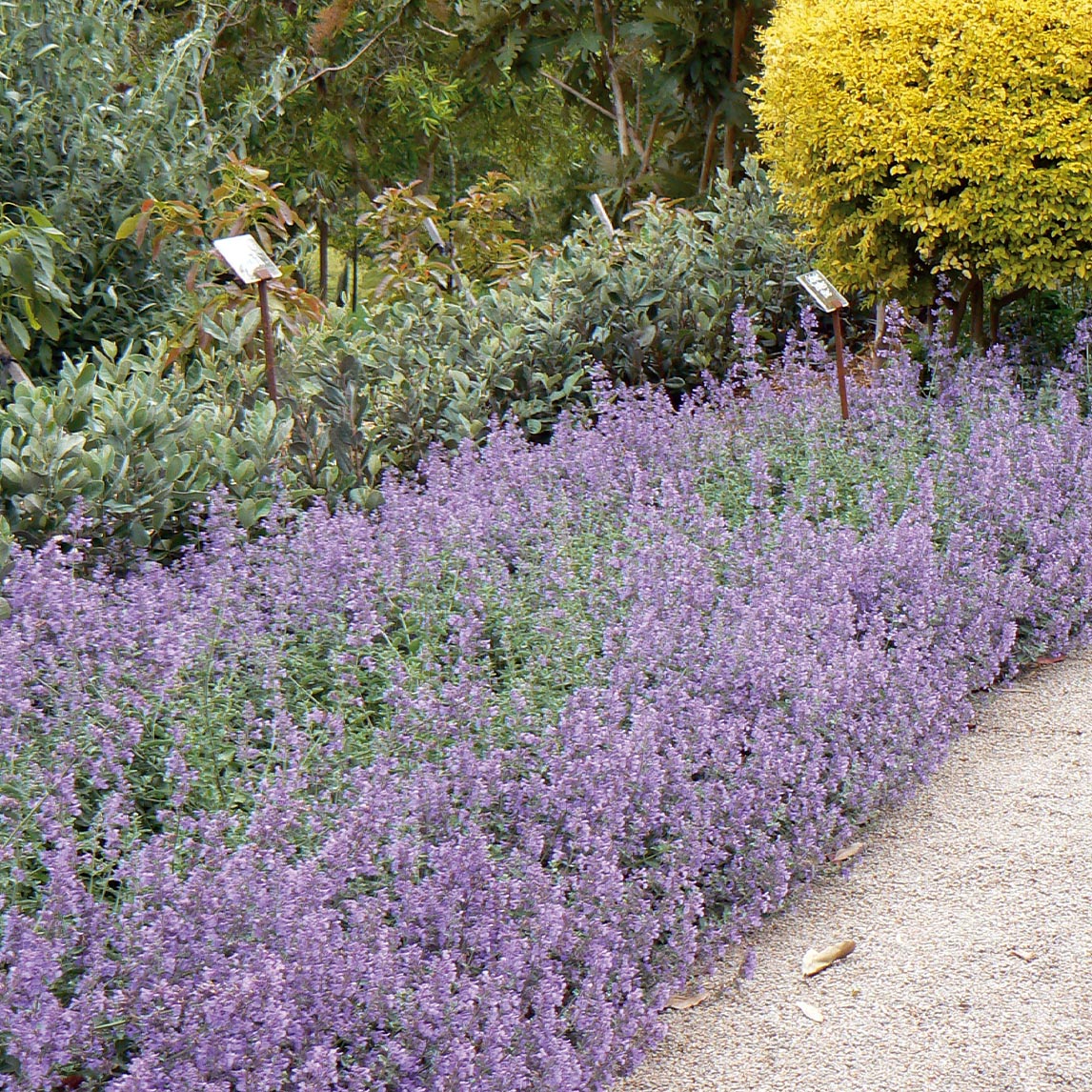 Catmint 'Walker's Low'