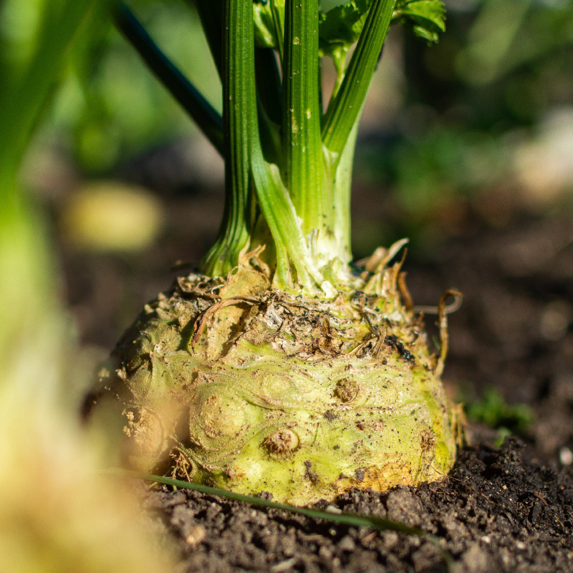 Celeriac 'Verona'