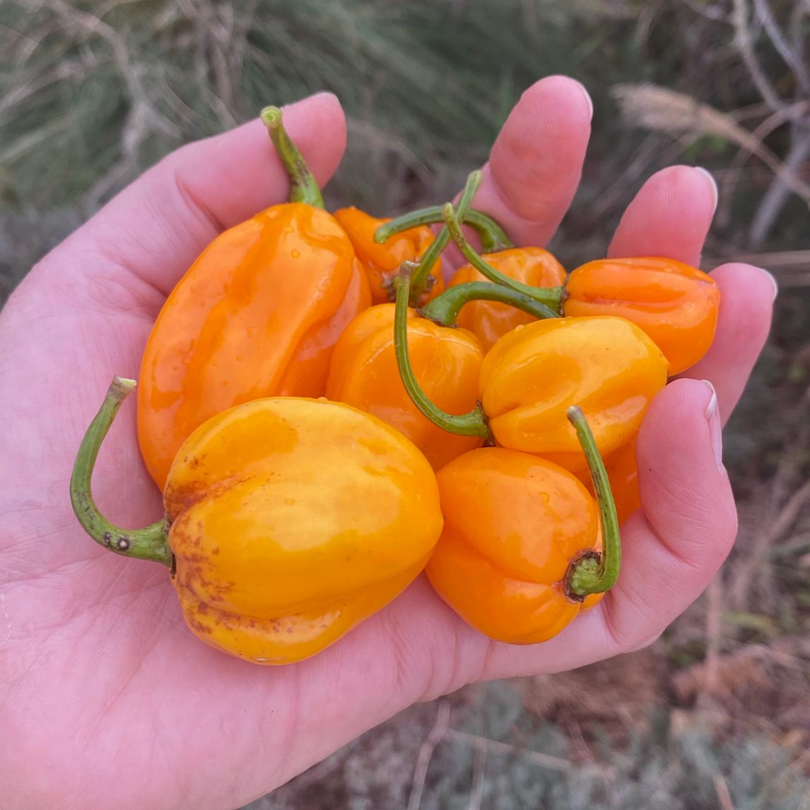Chilli 'Habanero Mustard'