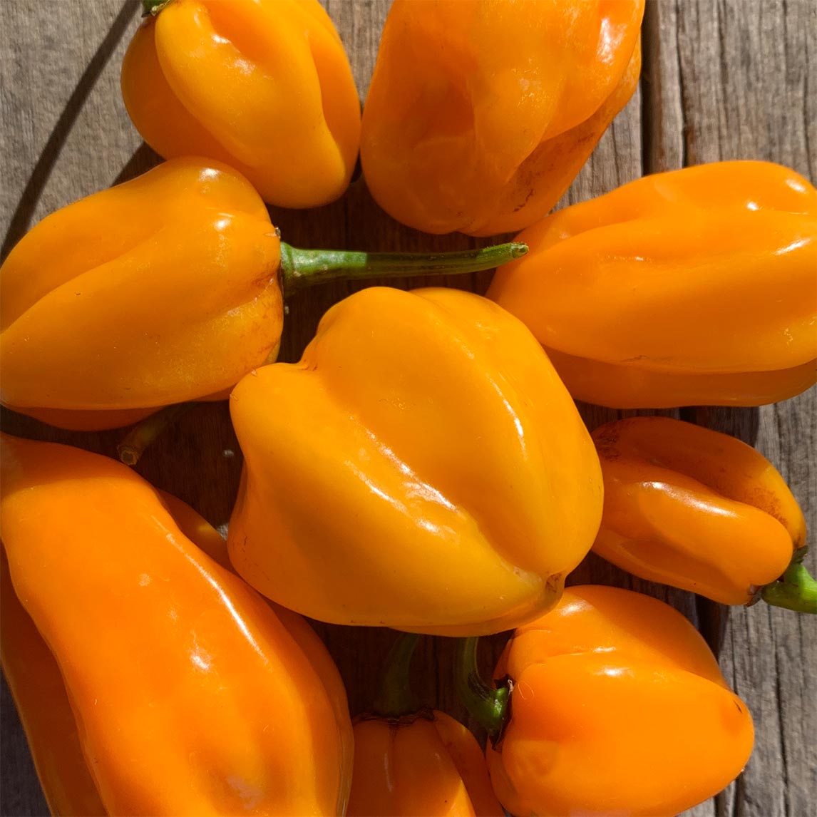 Chilli 'Habanero Mustard'