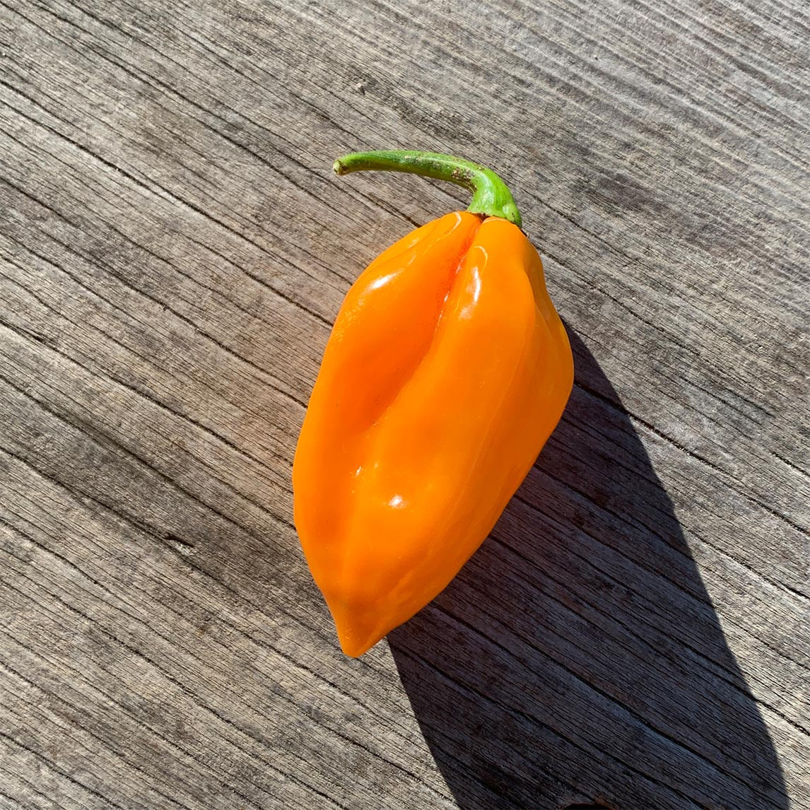 Chilli 'Habanero Mustard'