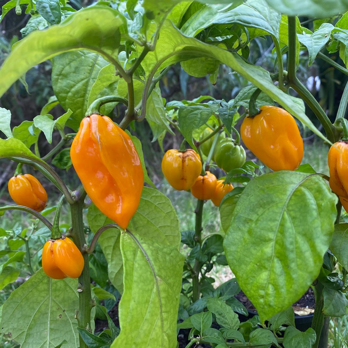 Chilli 'Habanero Mustard'
