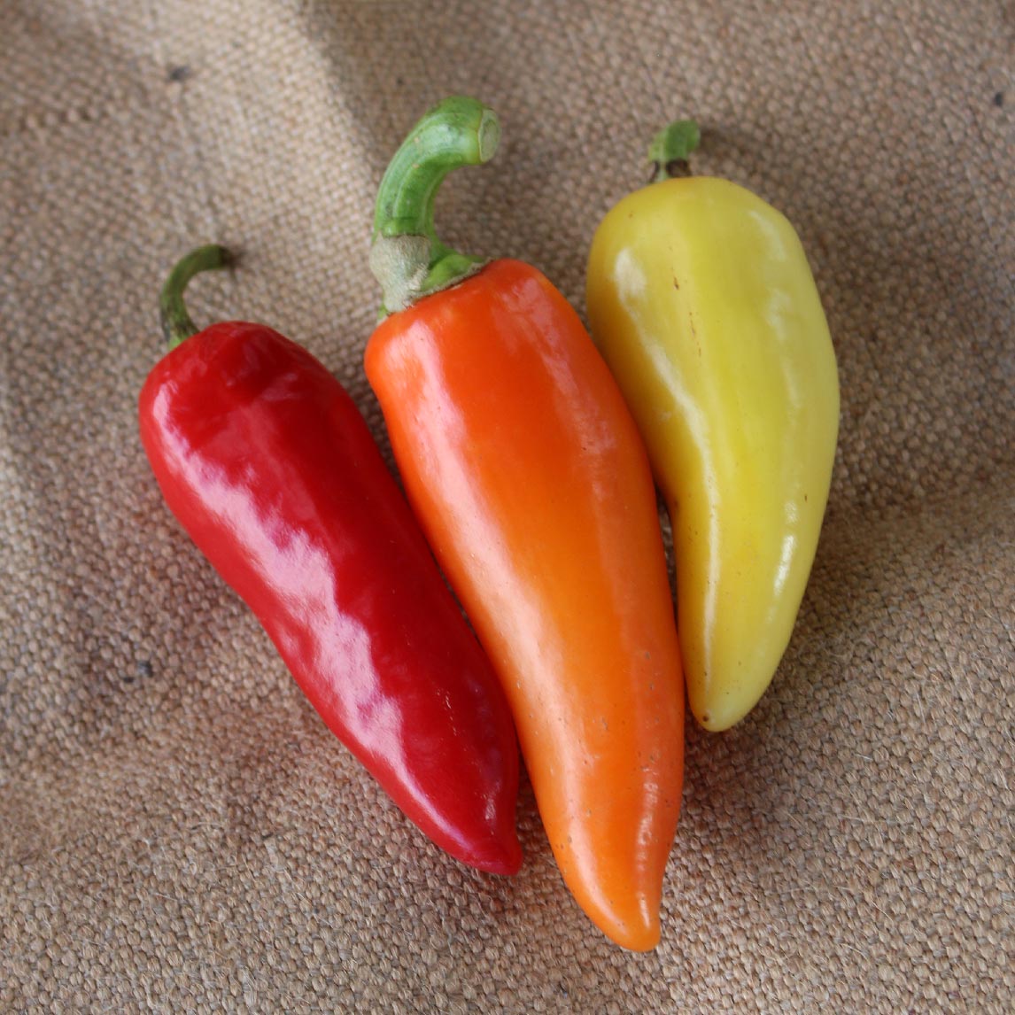 Chilli 'Sante Fe Grande' (Organic)