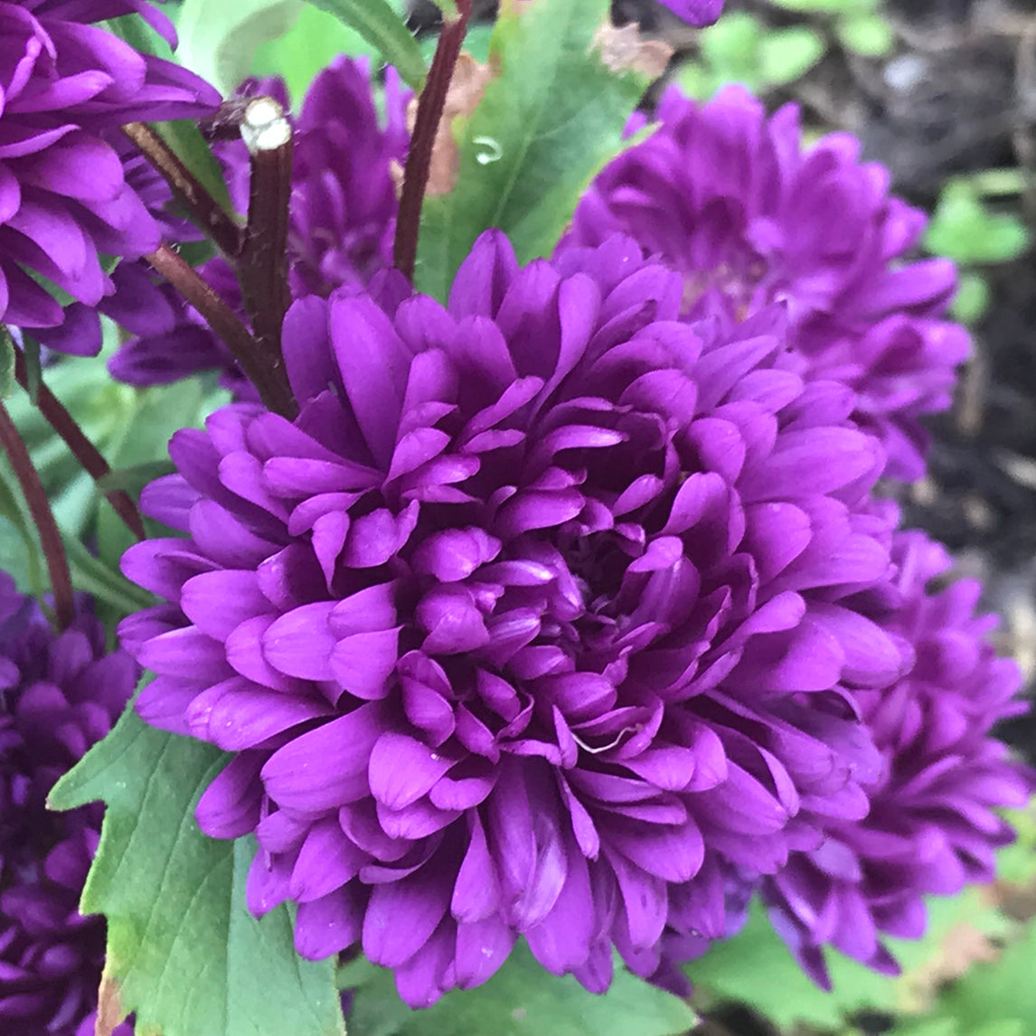 Chinese Aster 'Tower Violet'