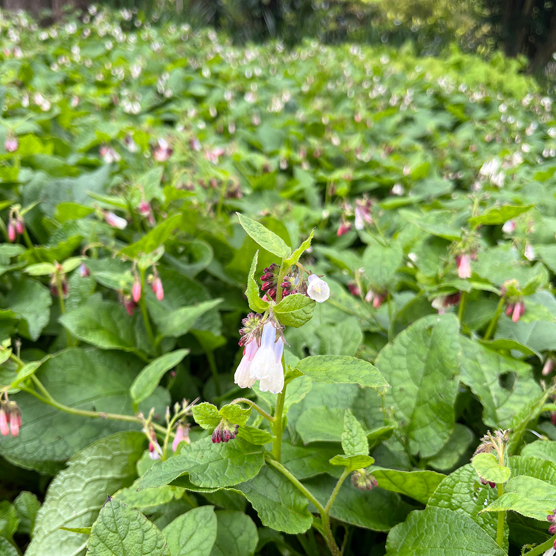 Comfrey 'Hidcote Blue'