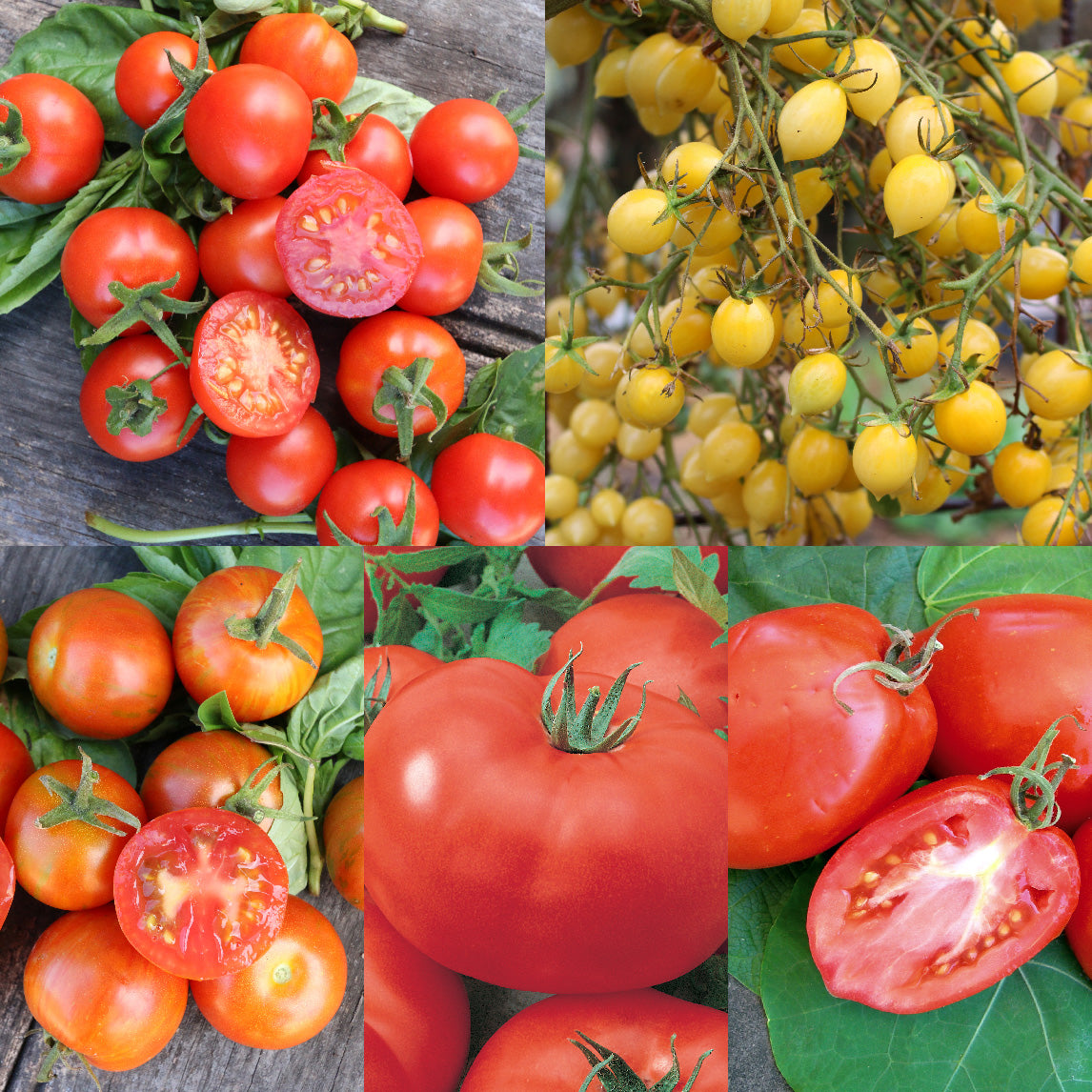 Complete Tomato Collection