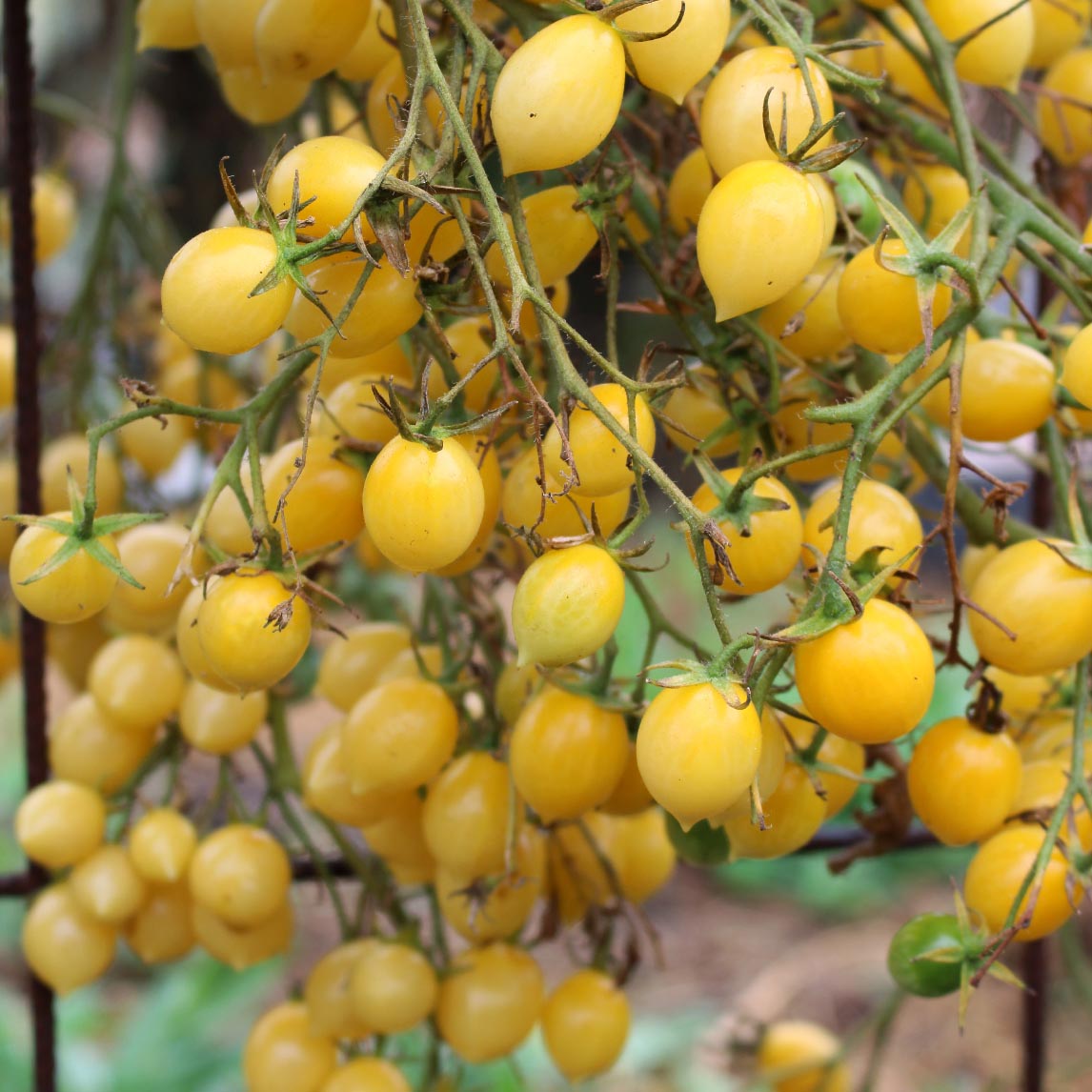 Complete Tomato Collection
