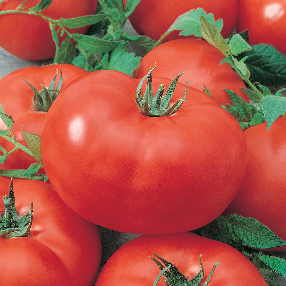 Complete Tomato Collection