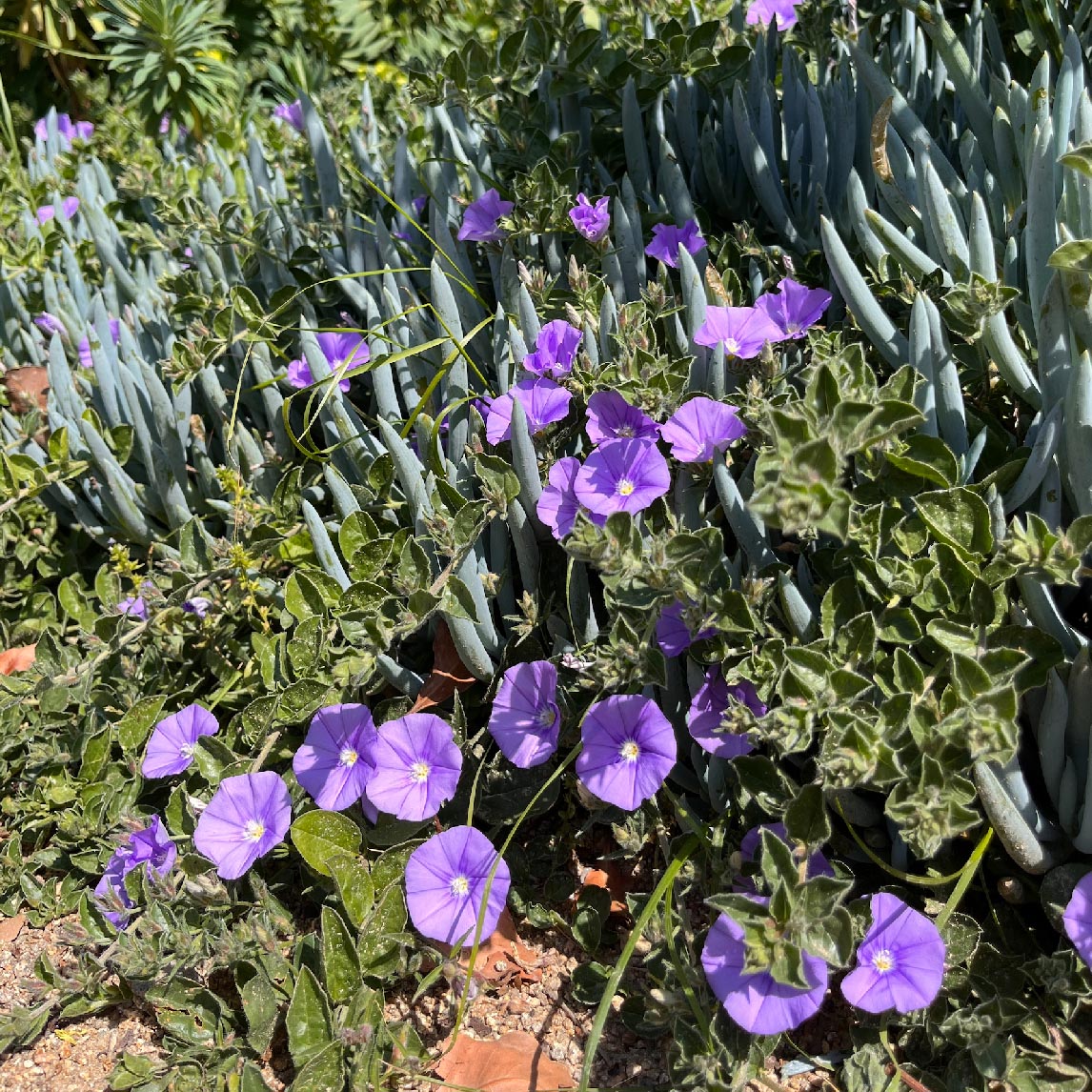 Convolvulus Sabatius