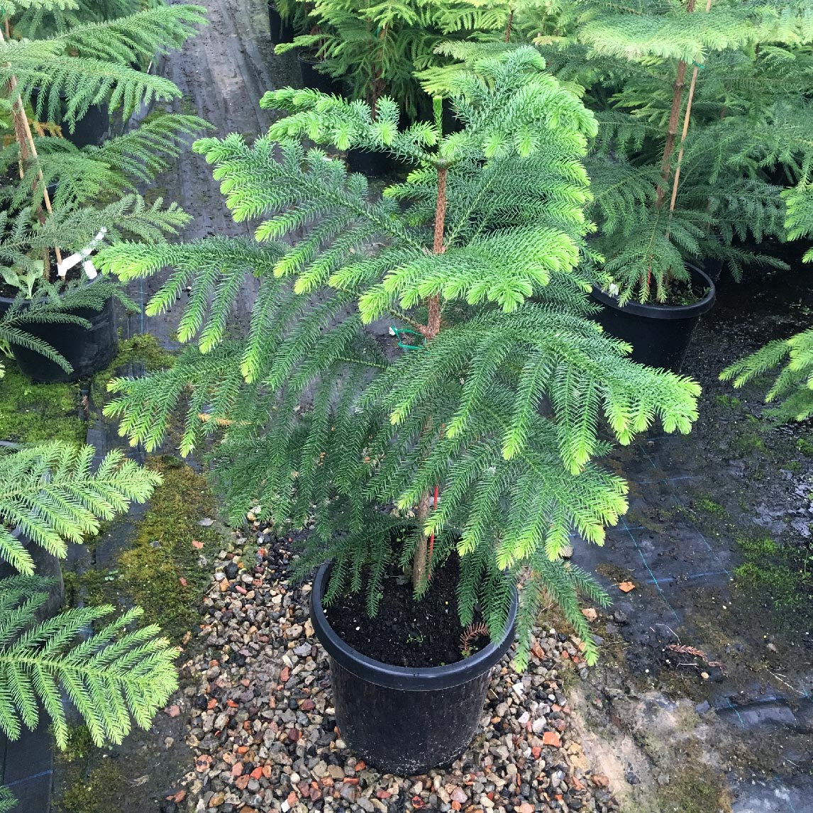 Cook's Gondwana Pine