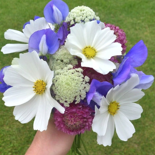 Cool Cut Flower Seed Collection