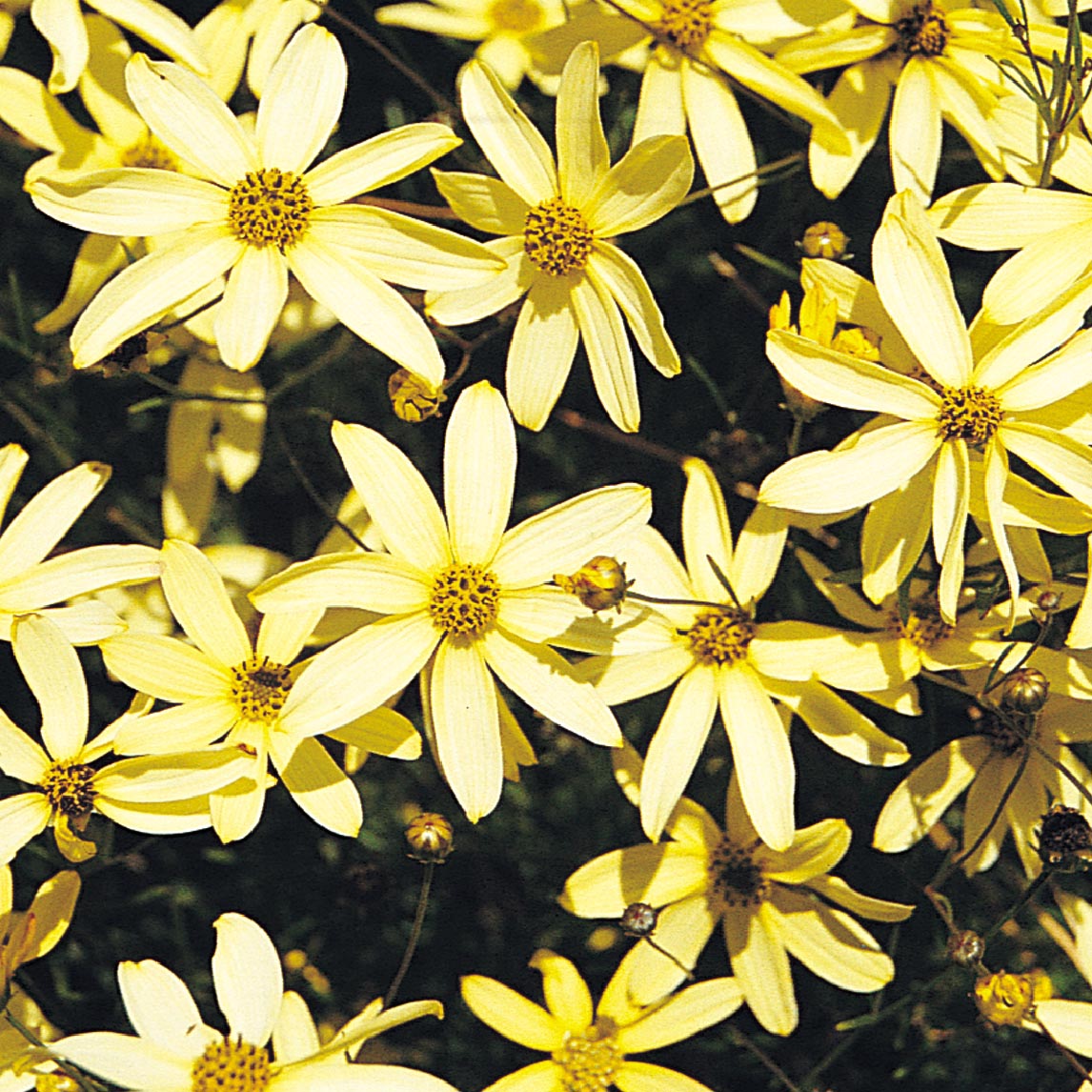 Coreopsis 'Moonbeam'