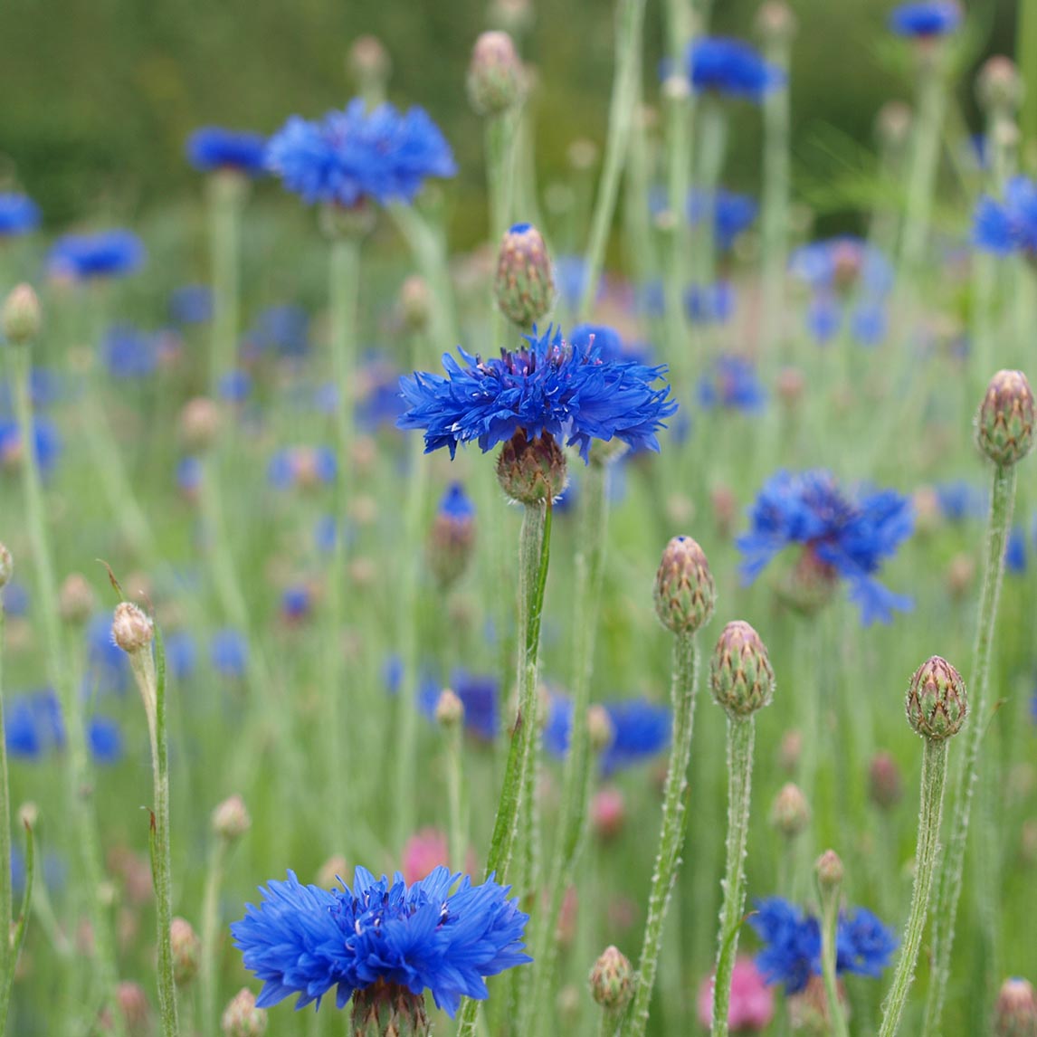 Cornflower 'Tall Boy Blue'