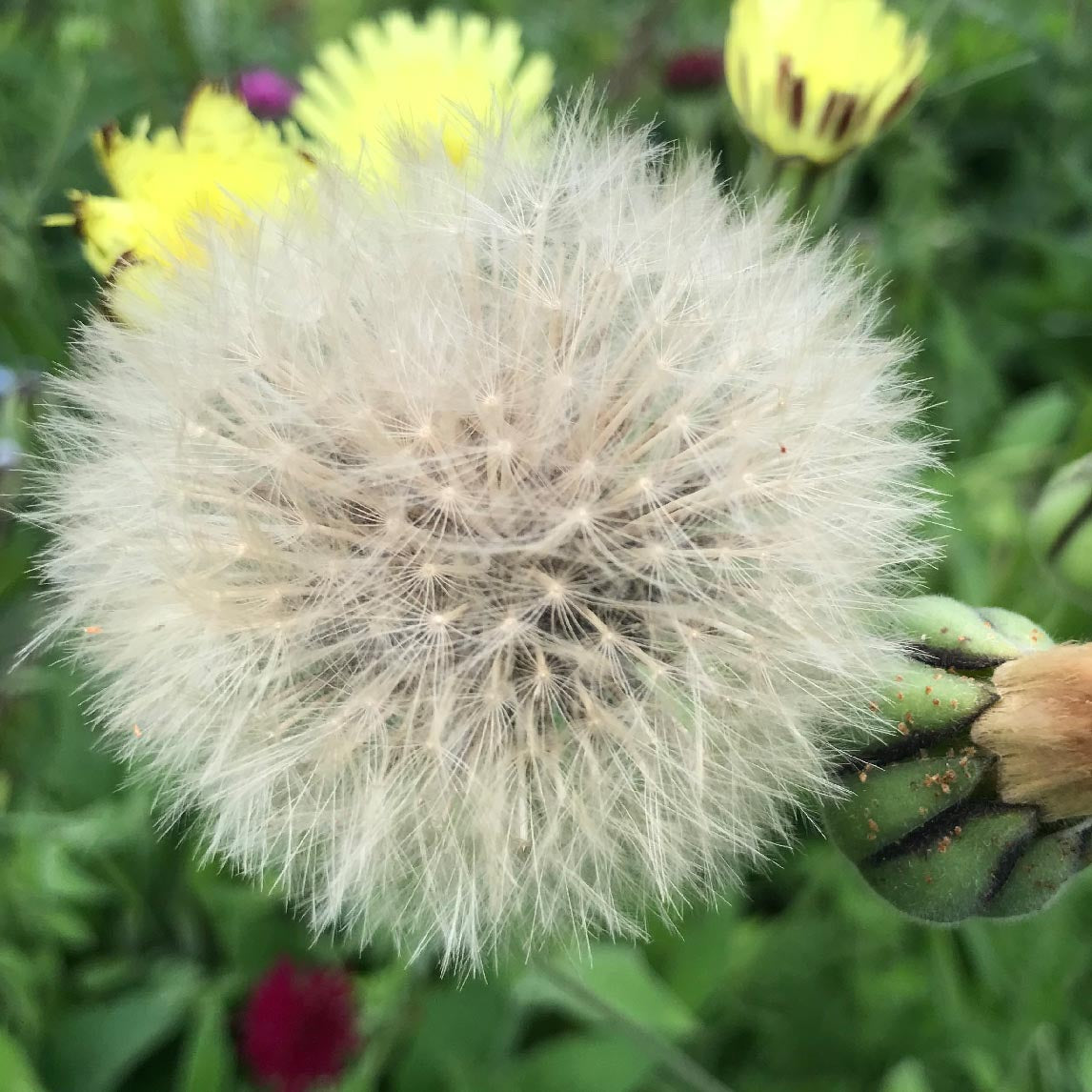 Corsican Dandelion