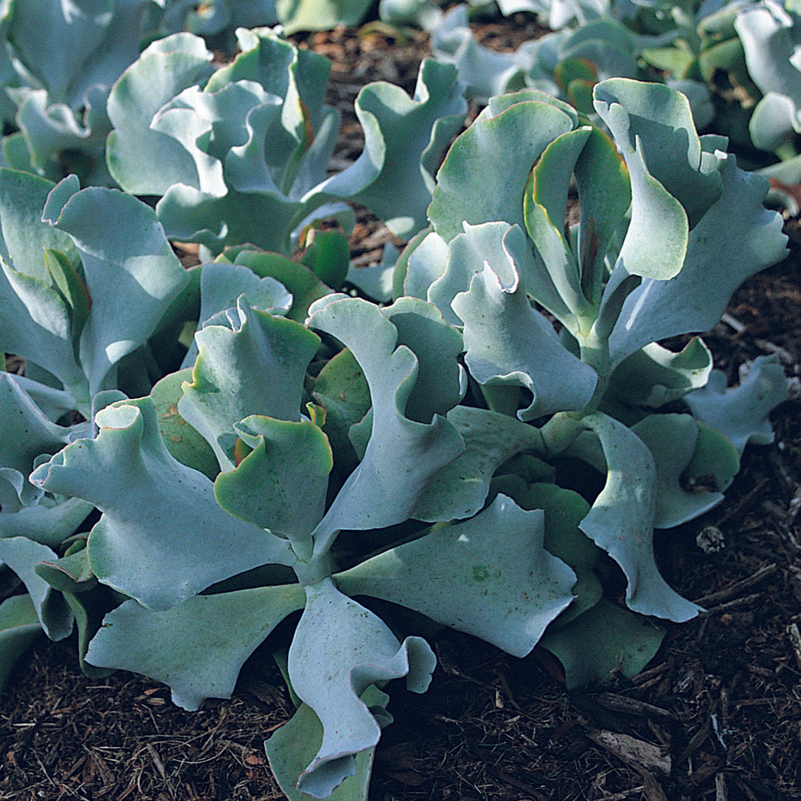Cotyledon 'Silver Waves'