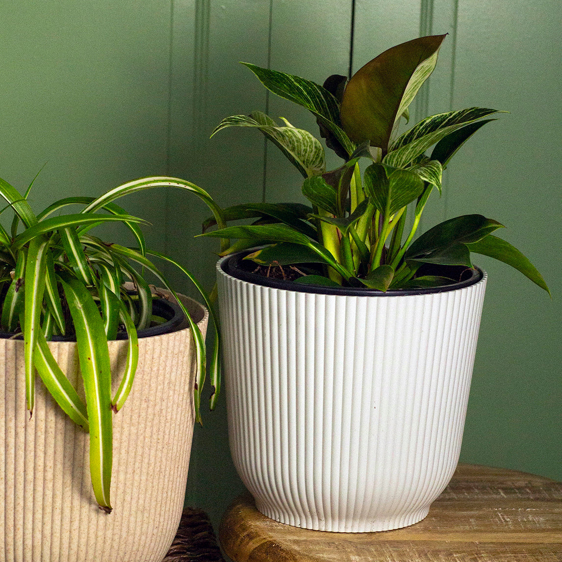 Cover Pot - White Shades