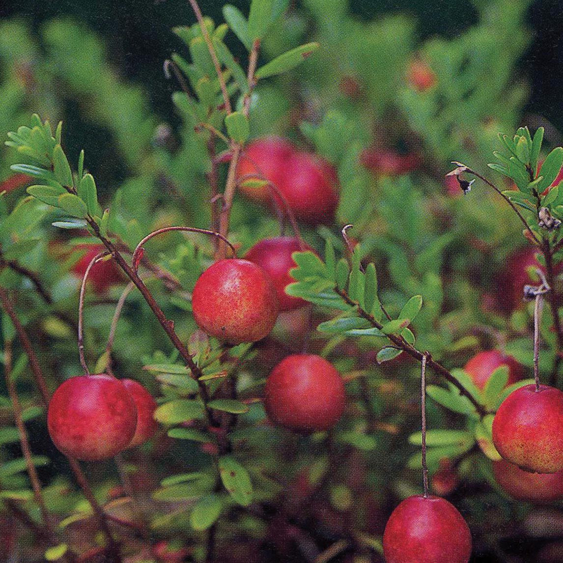 Cranberry