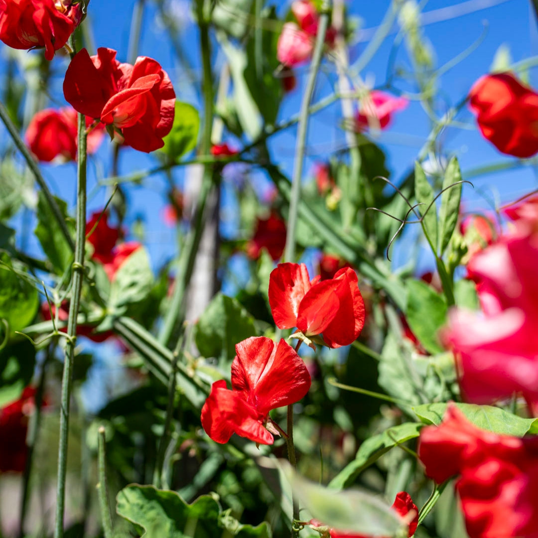 Sweet Pea ‘Solstice Crimson’