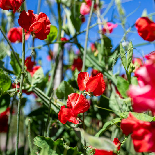 Sweet Pea āSolstice Crimsonā
