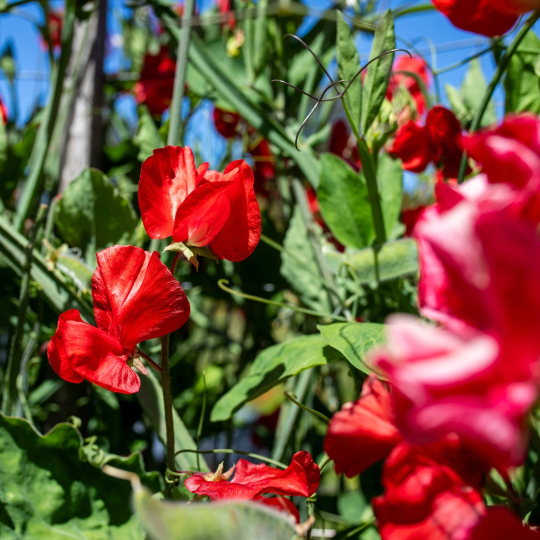 Sweet Pea ‘Solstice Crimson’