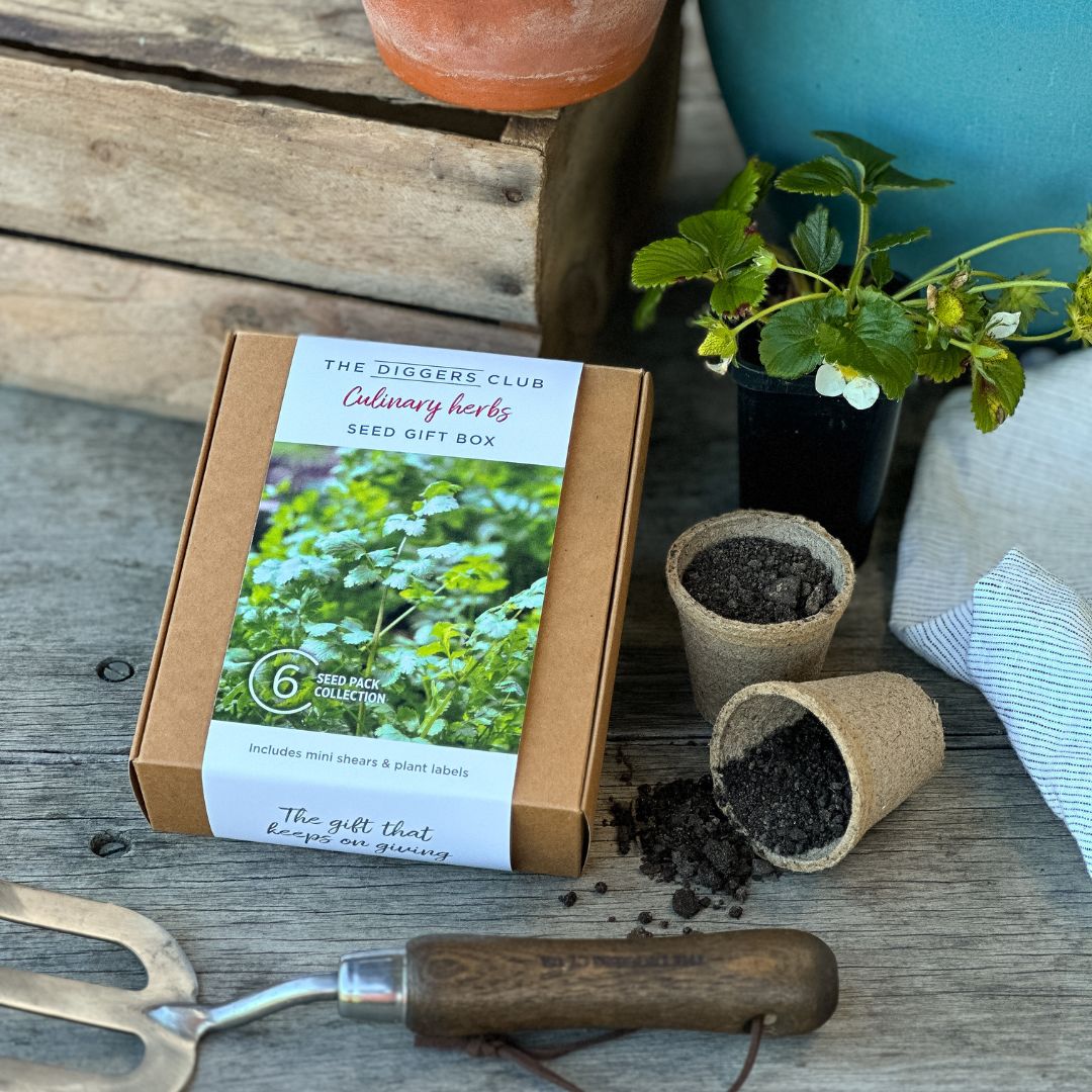 Culinary Herbs Seed Gift Box