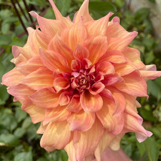 Dahlia 'Apricot Peachy' Tuber