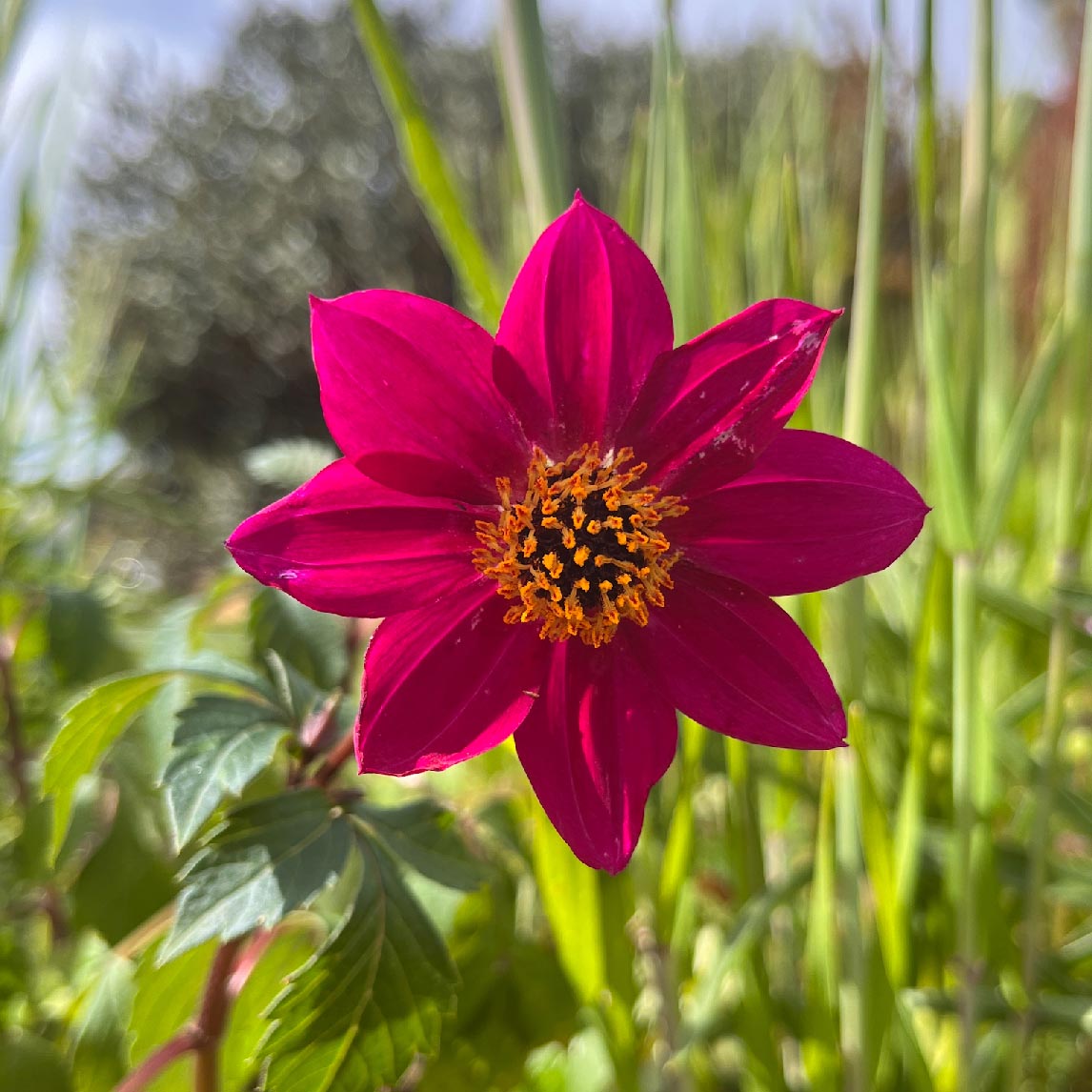 Dahlia 'Home Run"