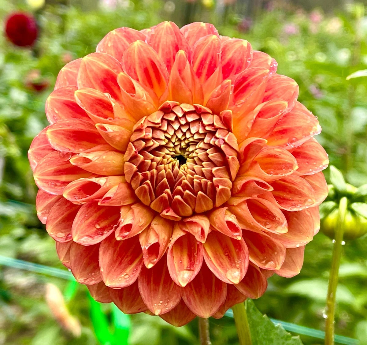 Dahlia 'Christie Merlot'