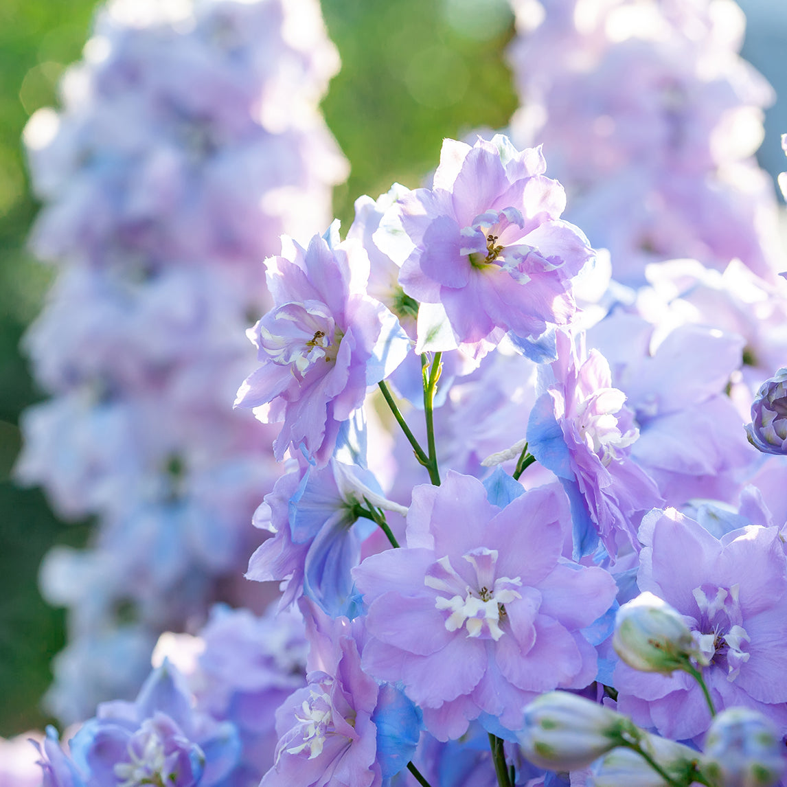 Delphinium 'Benary's Pacific Guinevere'