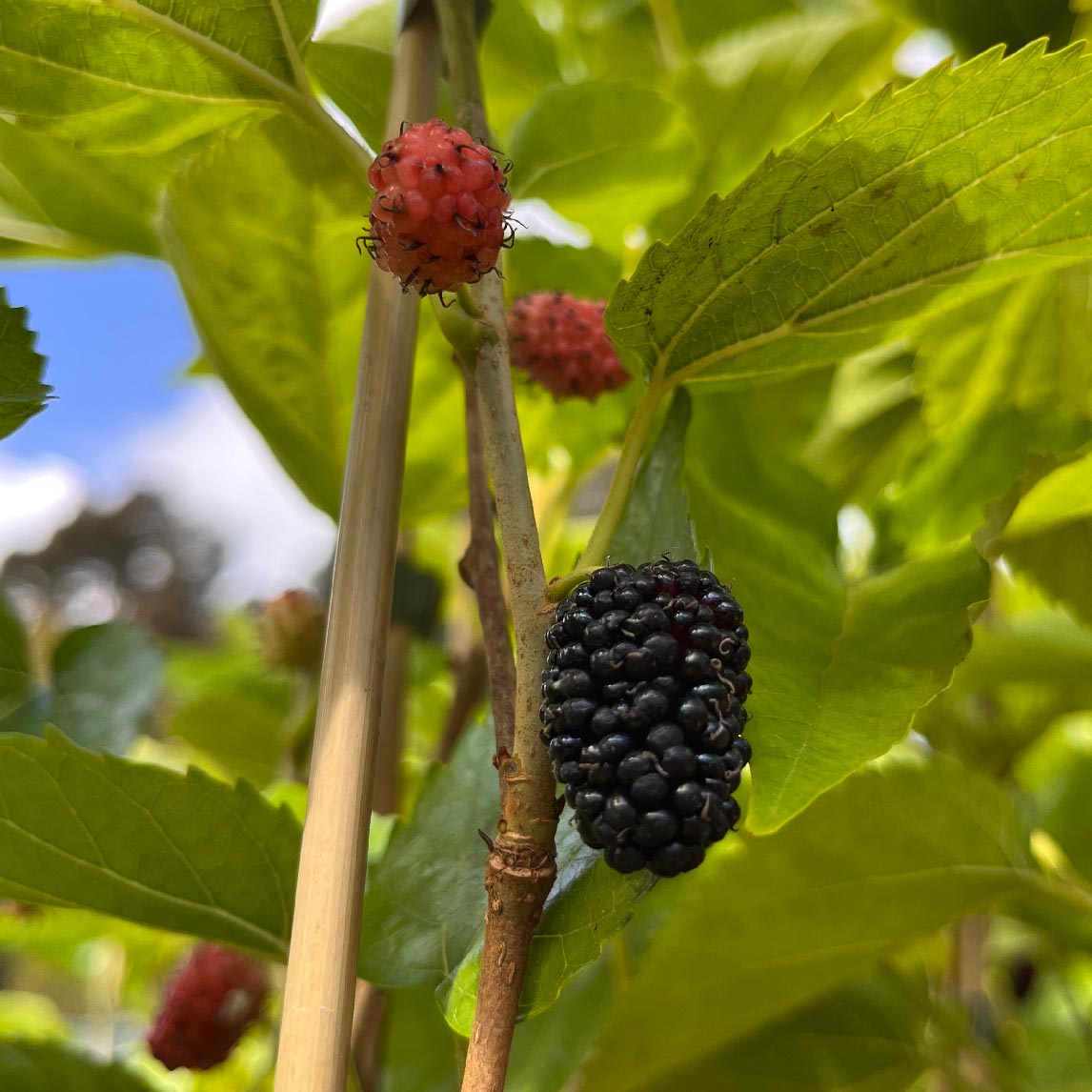 Dwarf Black Mulberry 'Majestic'