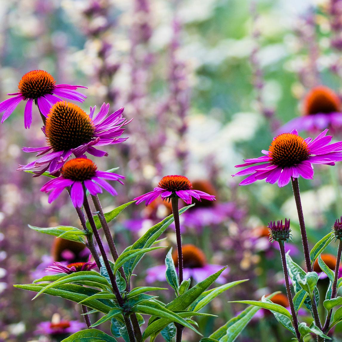 Echinacea 'Magnus Superior'