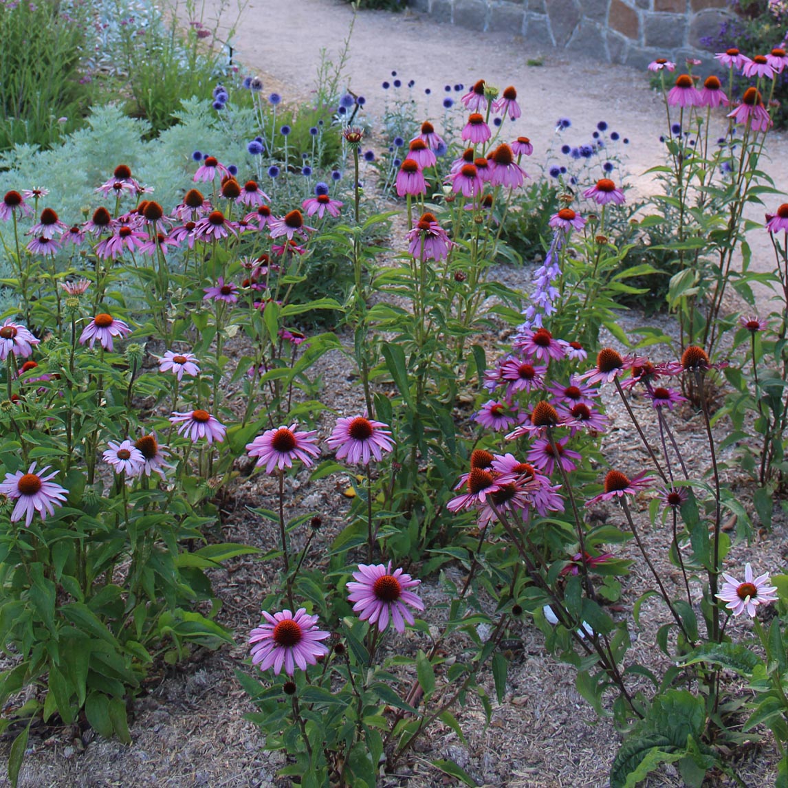 Echinacea 'Magnus Superior'