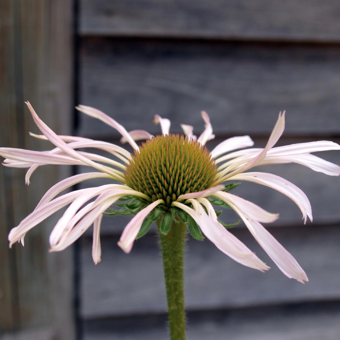 Echinacea pallida